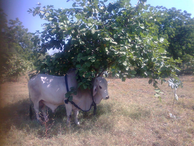 surya narayan come to graze for the month.small